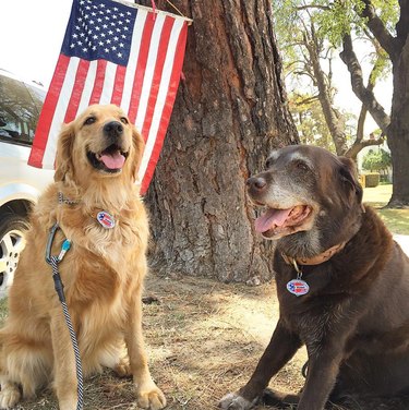 15 Pets That Inspire Voter Participation