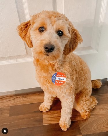 15 Pets That Inspire Voter Participation