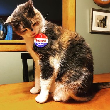15 Pets That Inspire Voter Participation