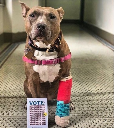 15 Pets That Inspire Voter Participation