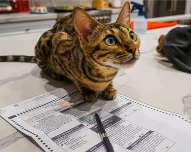 15 Pets That Inspire Voter Participation