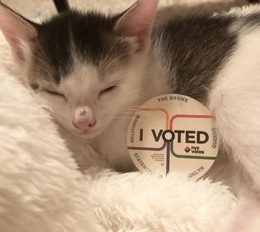 15 Pets That Inspire Voter Participation