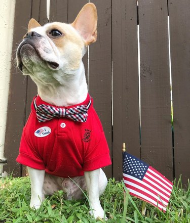 15 Pets That Inspire Voter Participation