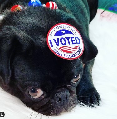 15 Pets That Inspire Voter Participation