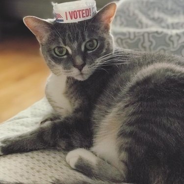15 Pets That Inspire Voter Participation