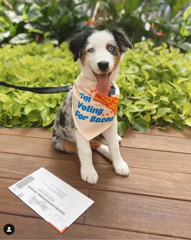 15 Pets That Inspire Voter Participation