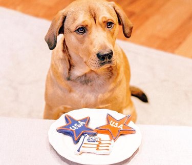 15 Pets That Inspire Voter Participation