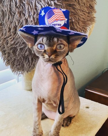 15 Pets That Inspire Voter Participation