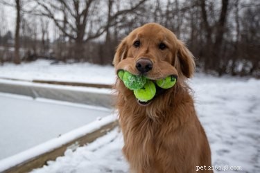 Discover Your Zodiac Match: Which Pet Best Represents Your Sign