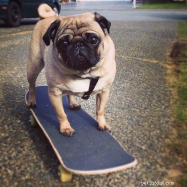 Discover Your Zodiac Match: Which Pet Best Represents Your Sign