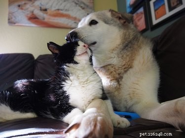 Discover Your Zodiac Match: Which Pet Best Represents Your Sign