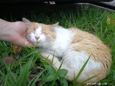 Discover Your Zodiac Match: Which Pet Best Represents Your Sign