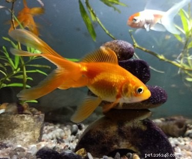 Discover Your Zodiac Match: Which Pet Best Represents Your Sign