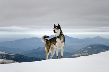 Discover Your Zodiac Match: Which Pet Best Represents Your Sign
