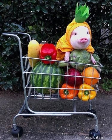 16 Adorable Piggies That Will Melt Your Heart