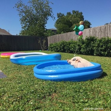 16 Adorable Piggies That Will Melt Your Heart