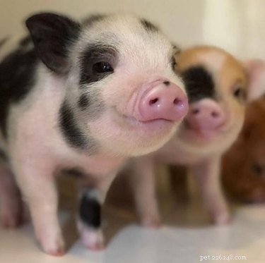 16 Adorable Piggies That Will Melt Your Heart