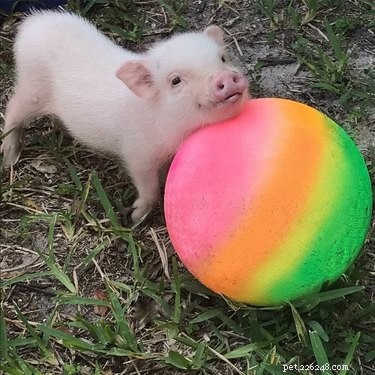 16 Adorable Piggies That Will Melt Your Heart