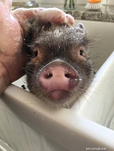 16 Adorable Piggies That Will Melt Your Heart