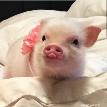 16 Adorable Piggies That Will Melt Your Heart