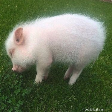 16 Adorable Piggies That Will Melt Your Heart