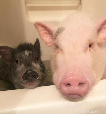 16 Adorable Piggies That Will Melt Your Heart