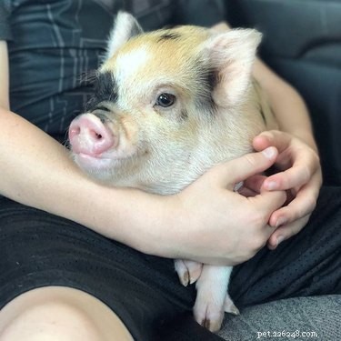 16 Adorable Piggies That Will Melt Your Heart