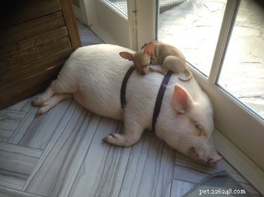 16 Adorable Piggies That Will Melt Your Heart