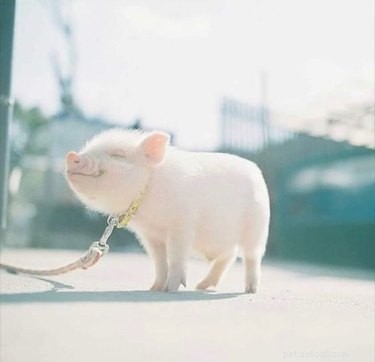 16 Adorable Piggies That Will Melt Your Heart