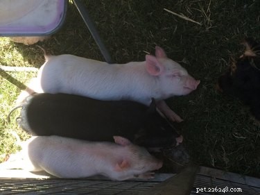 16 Adorable Piggies That Will Melt Your Heart
