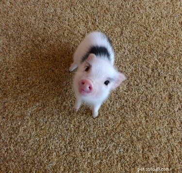 16 Adorable Piggies That Will Melt Your Heart