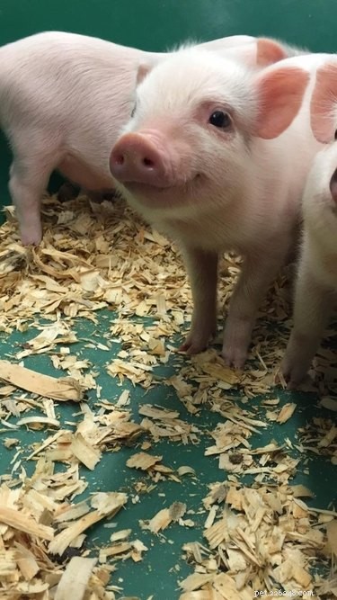 16 Adorable Piggies That Will Melt Your Heart