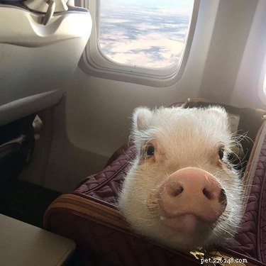 16 Adorable Piggies That Will Melt Your Heart