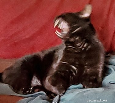 17 Unintentionally Stunning Pet Photos That Will Melt Your Heart