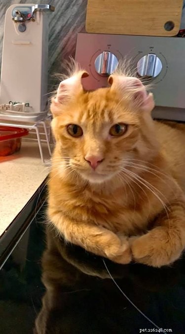 17 Unintentionally Stunning Pet Photos That Will Melt Your Heart