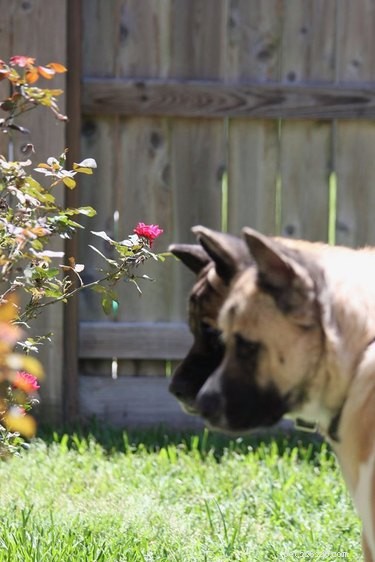17 Unintentionally Stunning Pet Photos That Will Melt Your Heart