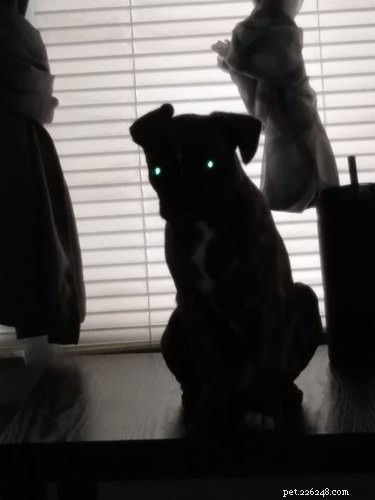 17 Unintentionally Stunning Pet Photos That Will Melt Your Heart
