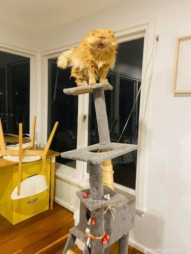 17 Unintentionally Stunning Pet Photos That Will Melt Your Heart