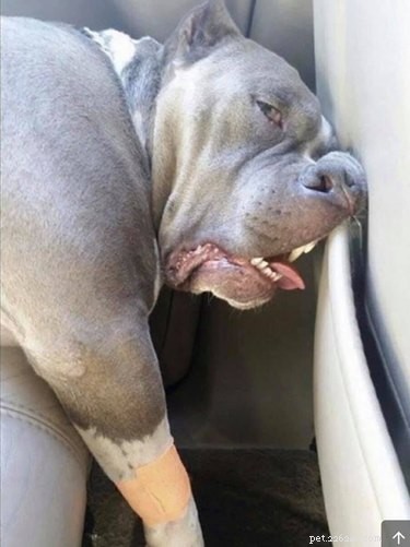 17 Unintentionally Stunning Pet Photos That Will Melt Your Heart