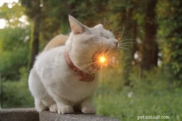 17 Unintentionally Stunning Pet Photos That Will Melt Your Heart