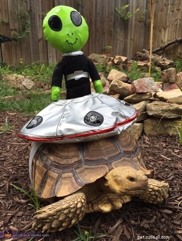 Adorable Turtles & Tortoises in Costumes: A Trending Phenomenon