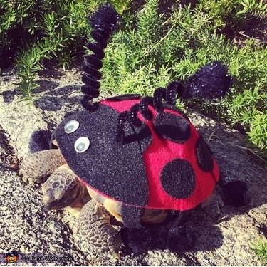 Adorable Turtles & Tortoises in Costumes: A Trending Phenomenon