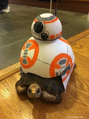 Adorable Turtles & Tortoises in Costumes: A Trending Phenomenon
