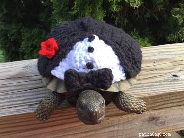Adorable Turtles & Tortoises in Costumes: A Trending Phenomenon