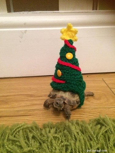 Adorable Turtles & Tortoises in Costumes: A Trending Phenomenon