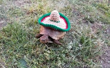 Adorable Turtles & Tortoises in Costumes: A Trending Phenomenon