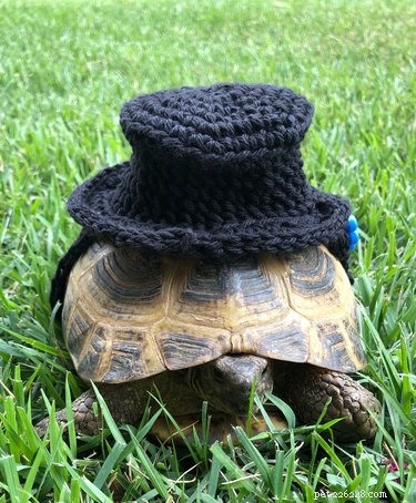Adorable Turtles & Tortoises in Costumes: A Trending Phenomenon