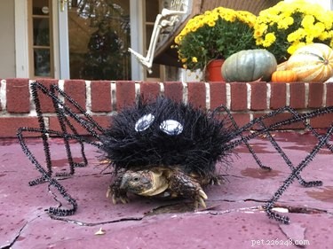 Adorable Turtles & Tortoises in Costumes: A Trending Phenomenon