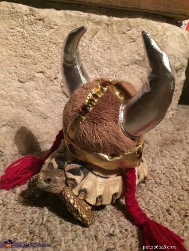 Adorable Turtles & Tortoises in Costumes: A Trending Phenomenon