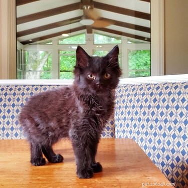17 Inspiring Foster Stories That Show Pets Find Their Forever Homes